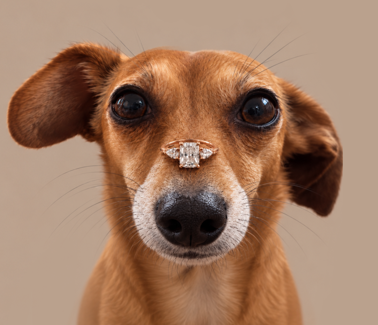 Layla with both ears visible, balancing an engagement ring on her nose.